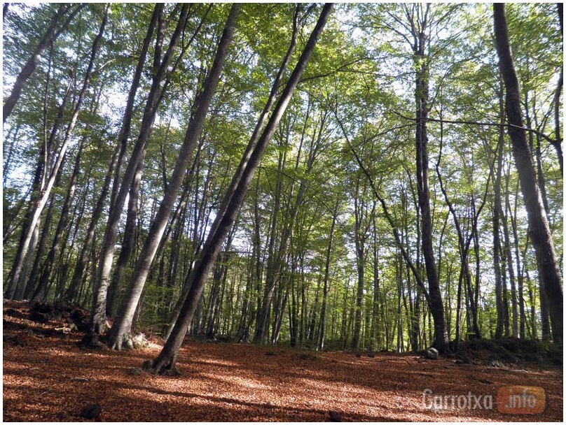 fageda marxa batet